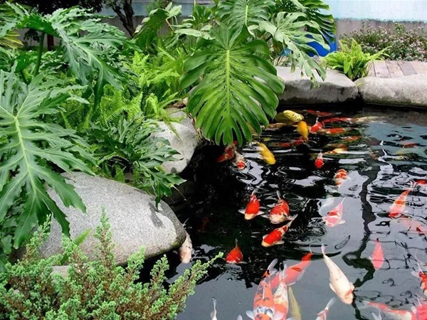假山锦鲤鱼池