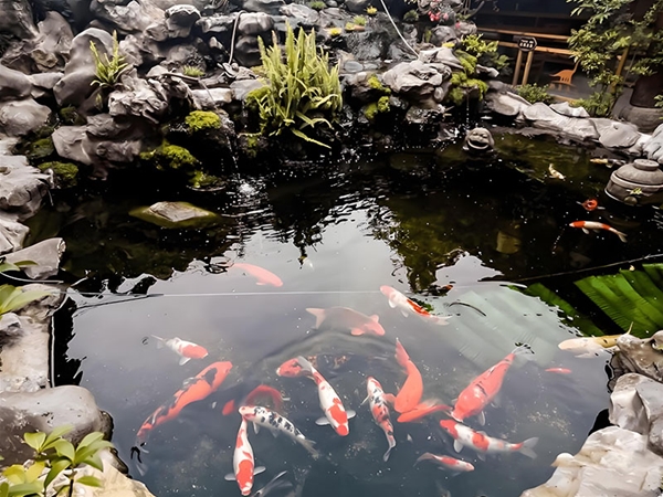 假山锦鲤鱼池